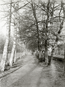 95327 Gezicht op een pad met rijen berkenbomen in een bos te Zeist.